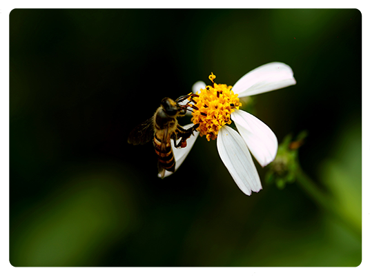Sauvons les abeilles.